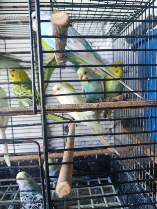 Papugi faliste ptaki