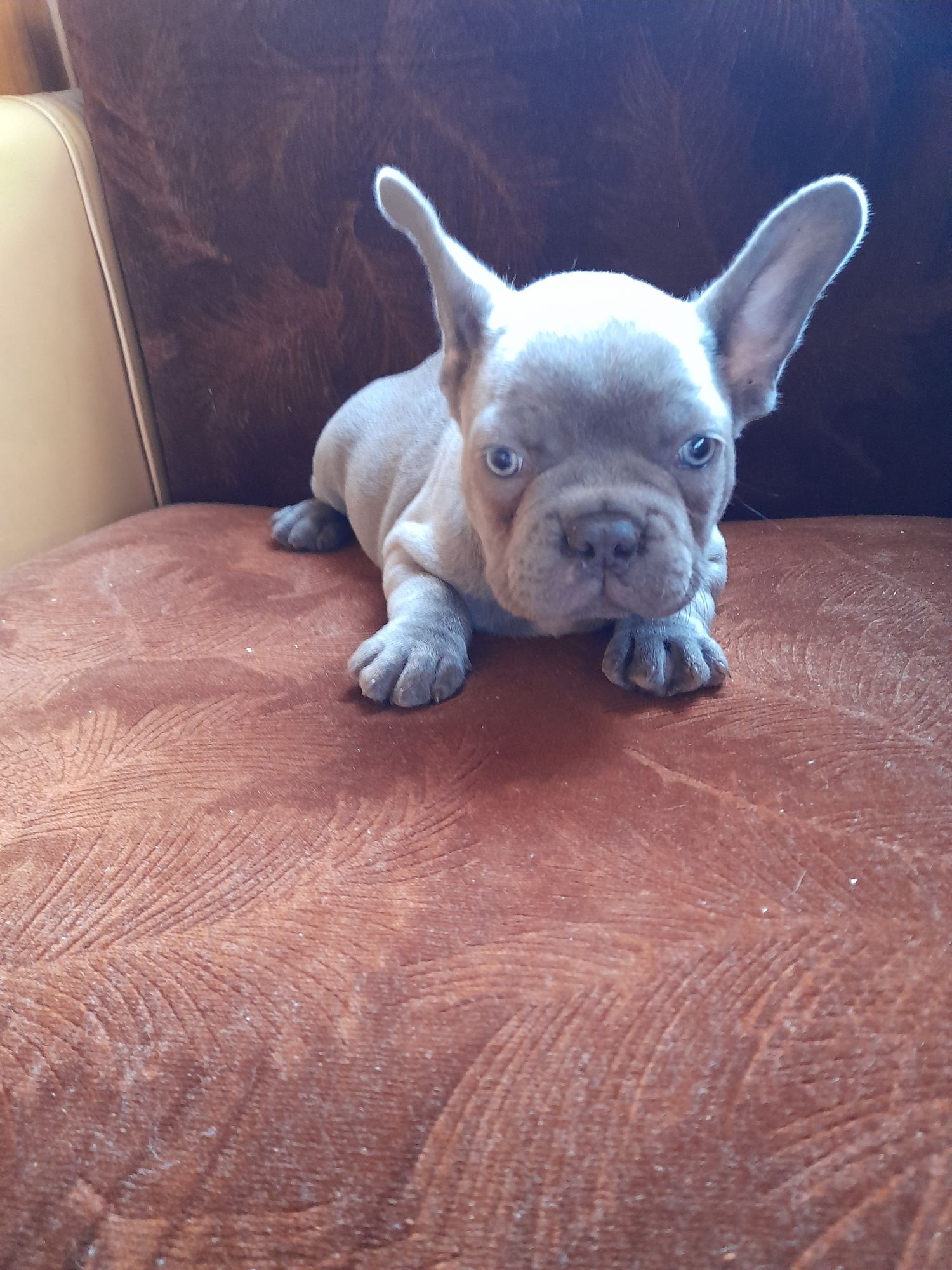 Buldog francuski piesek