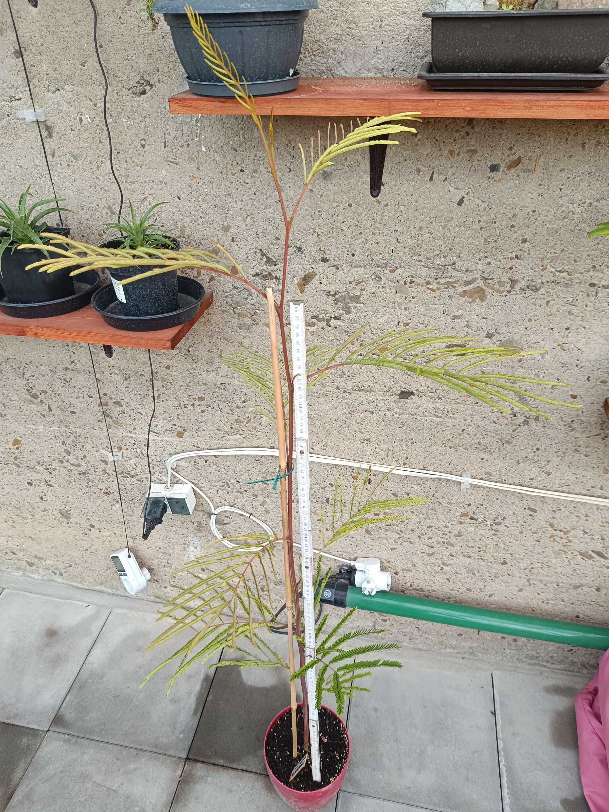 Albicja lophantha