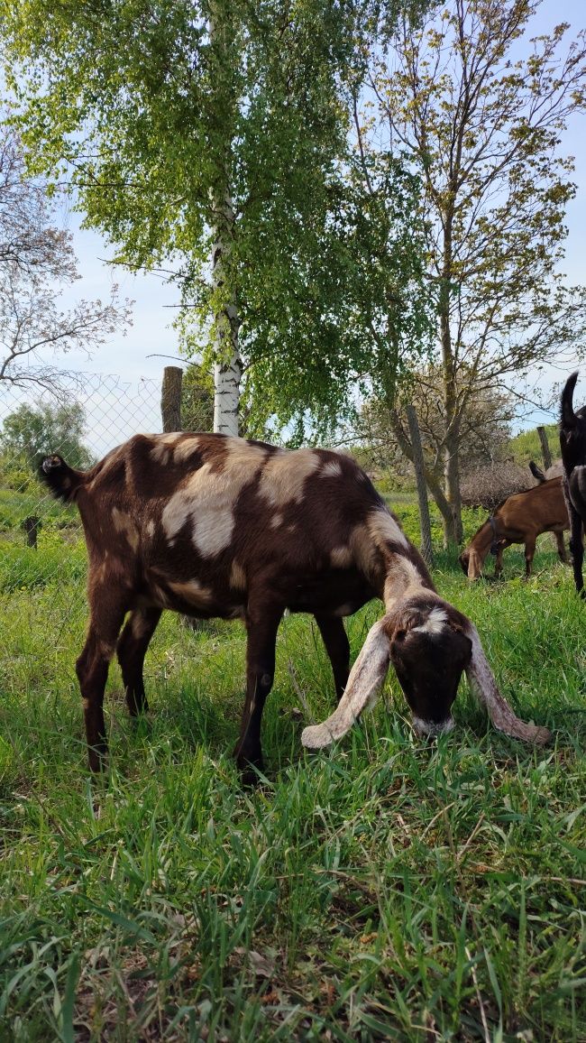 Продам Англо-нубійських козенят100%