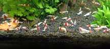 Krewetki PRL caridina