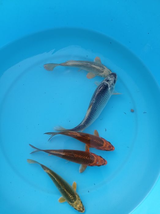 Carpas koi vários tamanhos