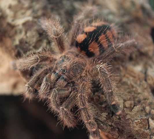 Паук птицеед Авикулярия Avicularia minatrix яркий вид, самки L12