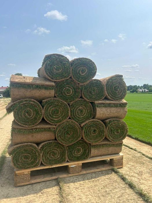 Trawa z rolki, trawa rolowana - najwyższa jakość - plantacja Lublin