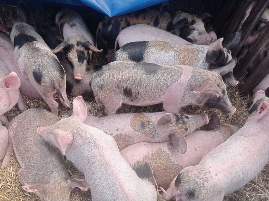 Продам поросят вес 15 кг