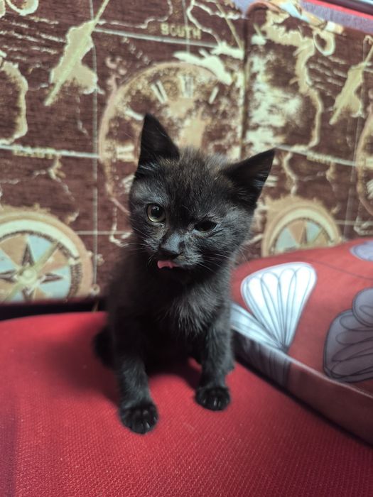 Кошенятко в добрі руки