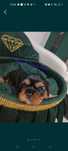 Sunia Cavalier King Charles spaniel maści B&t