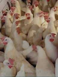 Młode NIOSKI KURY od hodowcy ! Dowóz GRATIS !! MESSA LEGHORN !