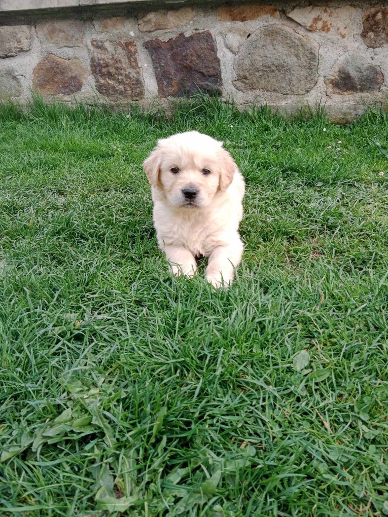 Sprzedam szczenięta Golden Retriever