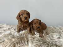 Cockapoo piesek ( chlopiec)