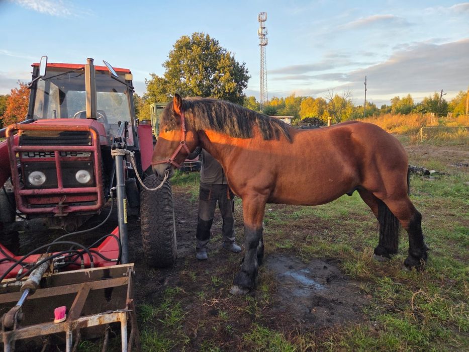 Ogier zimnokrwisty sprzedam lub zamienię