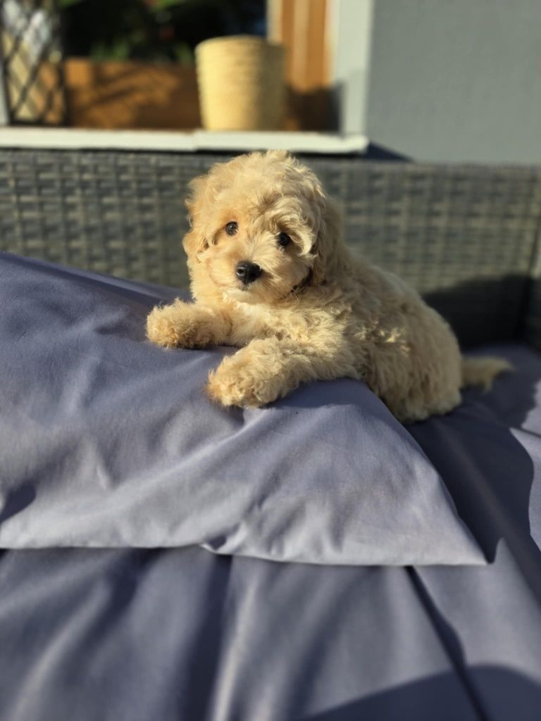 Sliczny chlopczyk Maltipoo F1