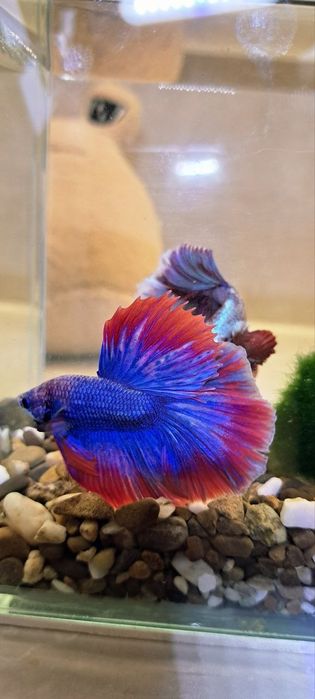 Повний акваріумний набір з рибкою Betta Півник - Супердельта