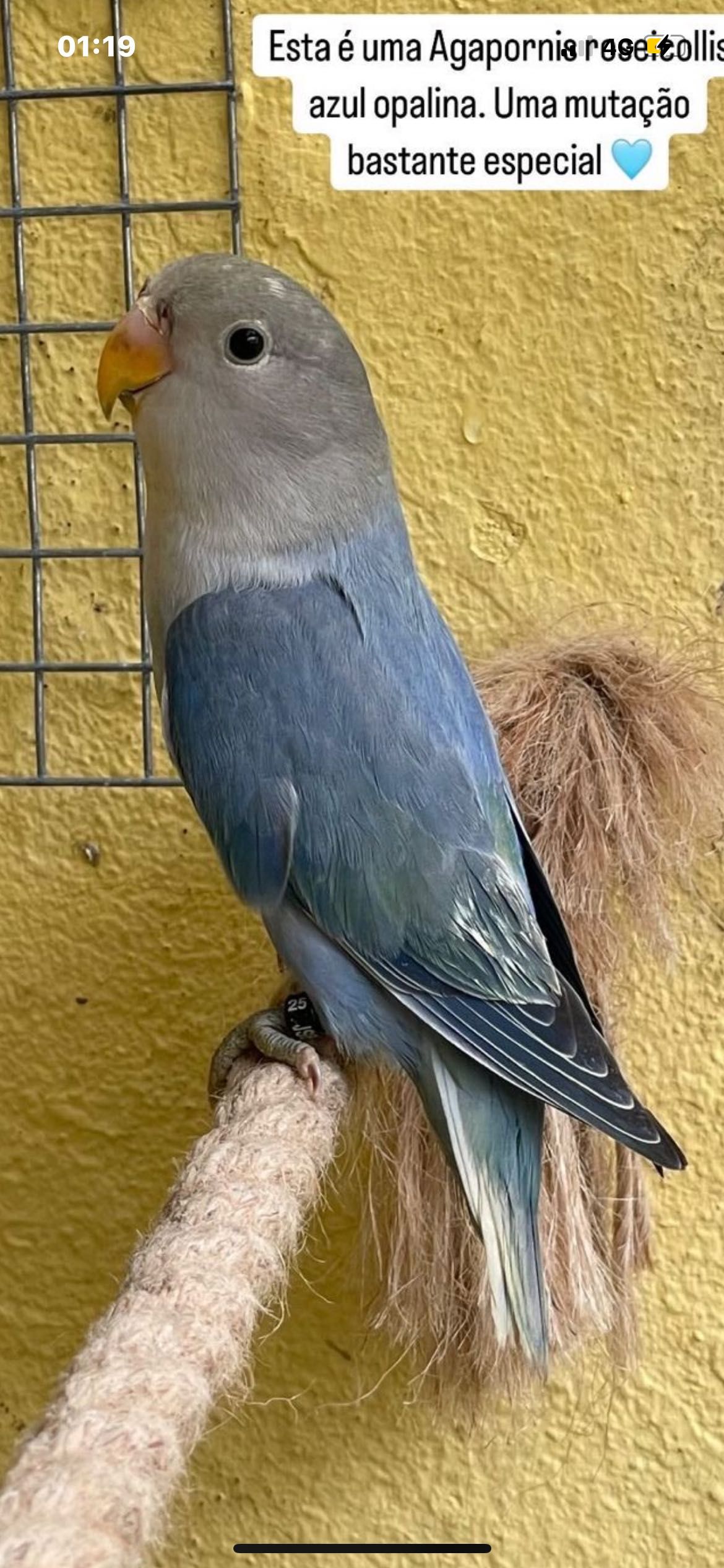 Kit gaiola casal Agapornis e comida