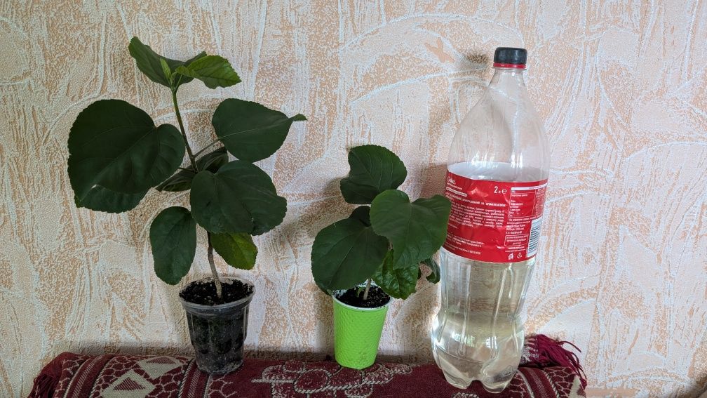 Гібіскус Creol Lady (Креол леді)