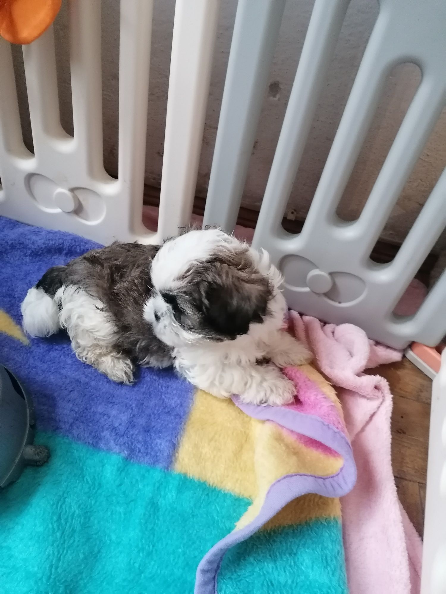 Shih_tzu szczeniaczek