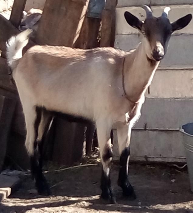 Продам кіз на молоко/м'ясо, молоденьких козенят на мясо