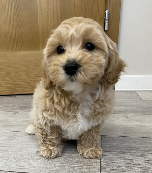 Maltipoo Szczeniak f1