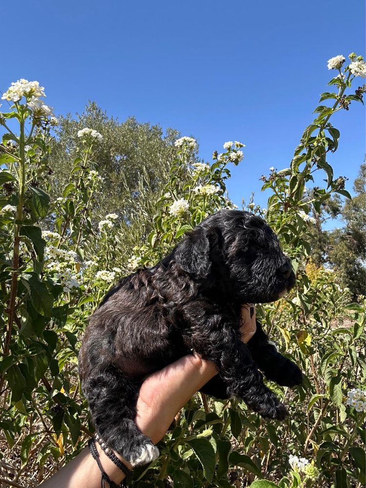 Caniche super dorcio