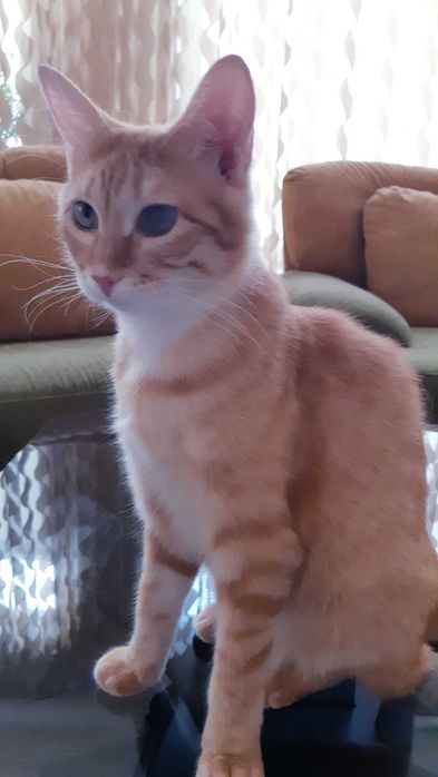 Отдам в добрые руки кошечку Хани