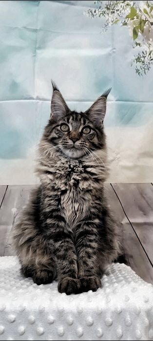 Мейн-Кун дівчинка — розкішна зовнішність і золотий характер