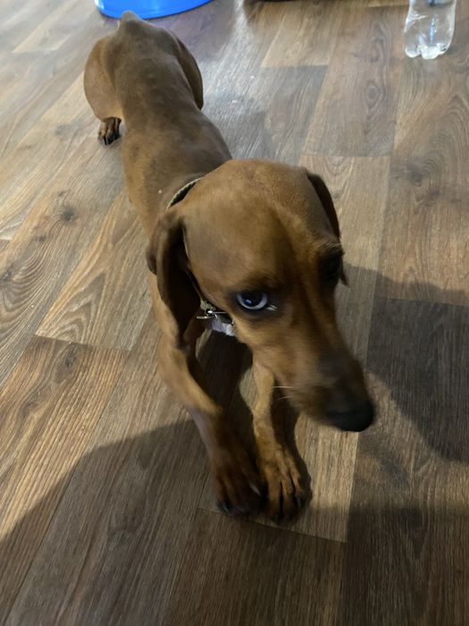 Отдам даром собаку породистую таксу