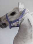 Kantar hobby horse