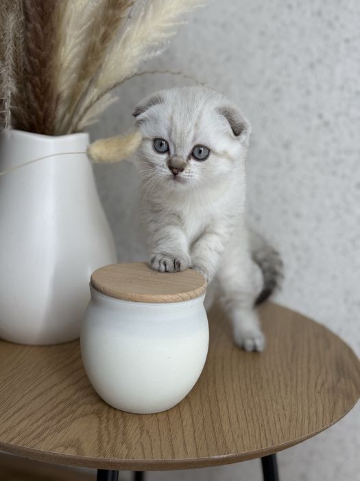 Шотландские вислоухие и прямоухие котята золотая шиншила