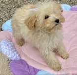 Maltipoo piesek na sprzedaz