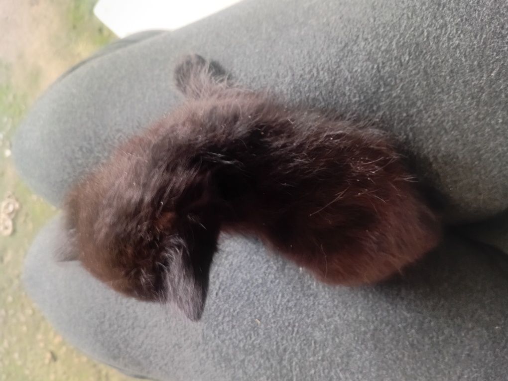 Dou gatinhos bebes