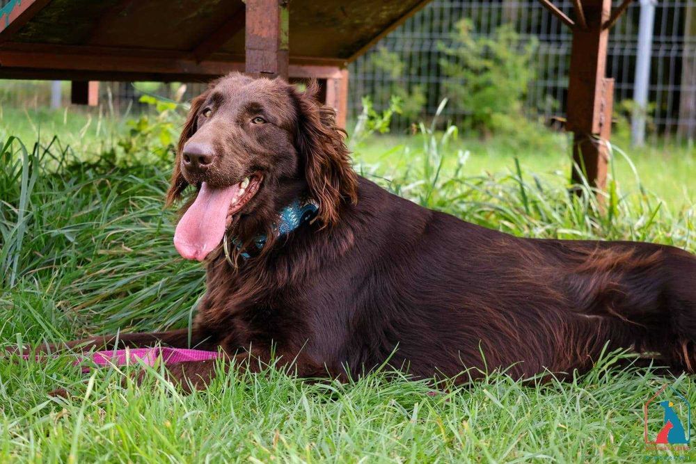 Piękna, duża w typie rasy, pełna radości życia i miłości do ludzi