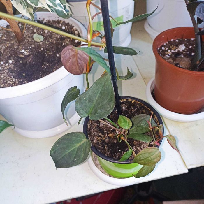 Комнатные цветы монстера, филодендрон Миканс, лечебная каланхоя и др.