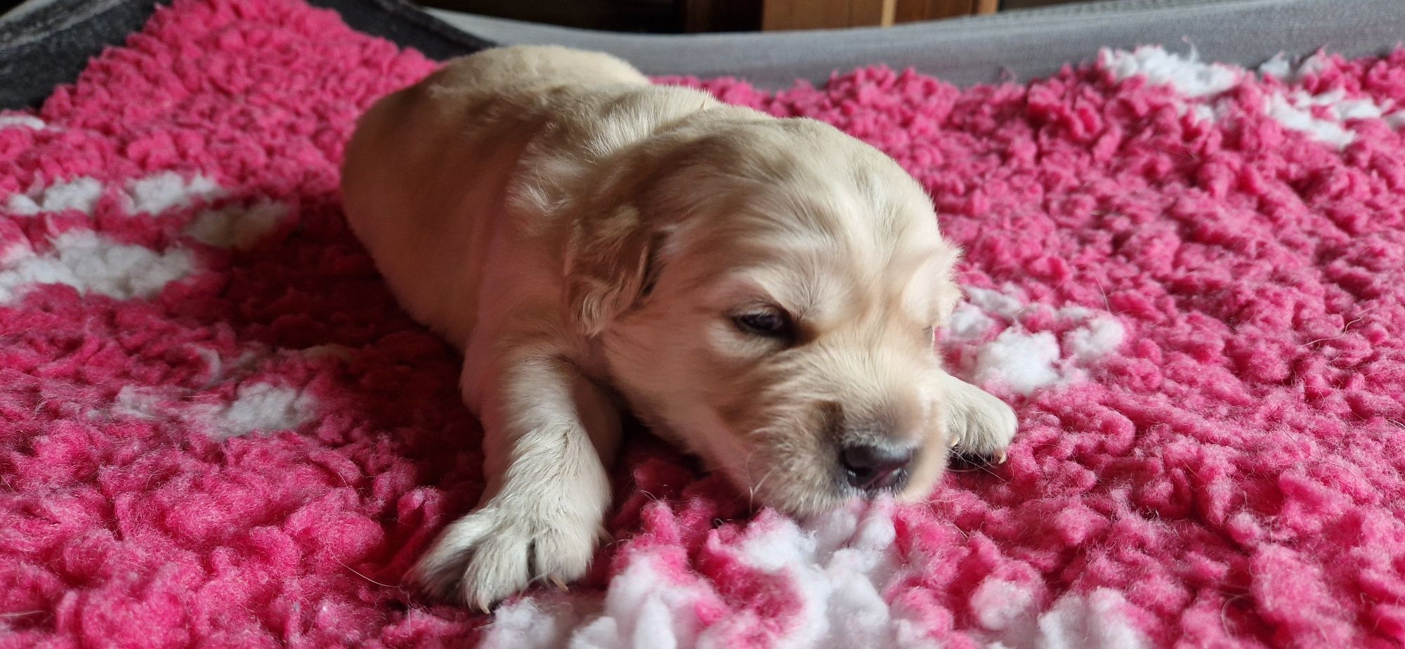 Golden Retriever FCI, piesek