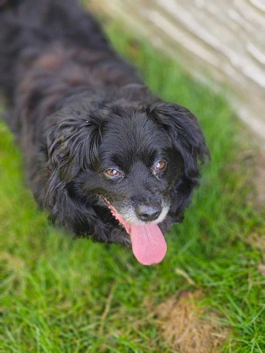 Teoś- niewielki, towarzyski pies, który utknął w schronisku!