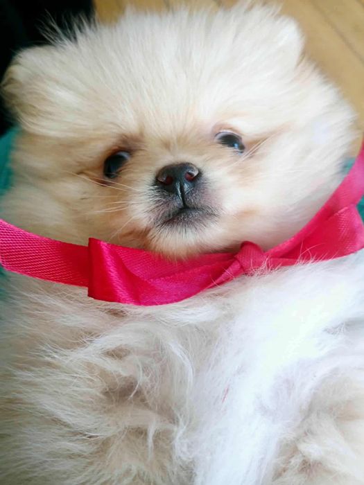 Szpic miniaturowy Pomeranian