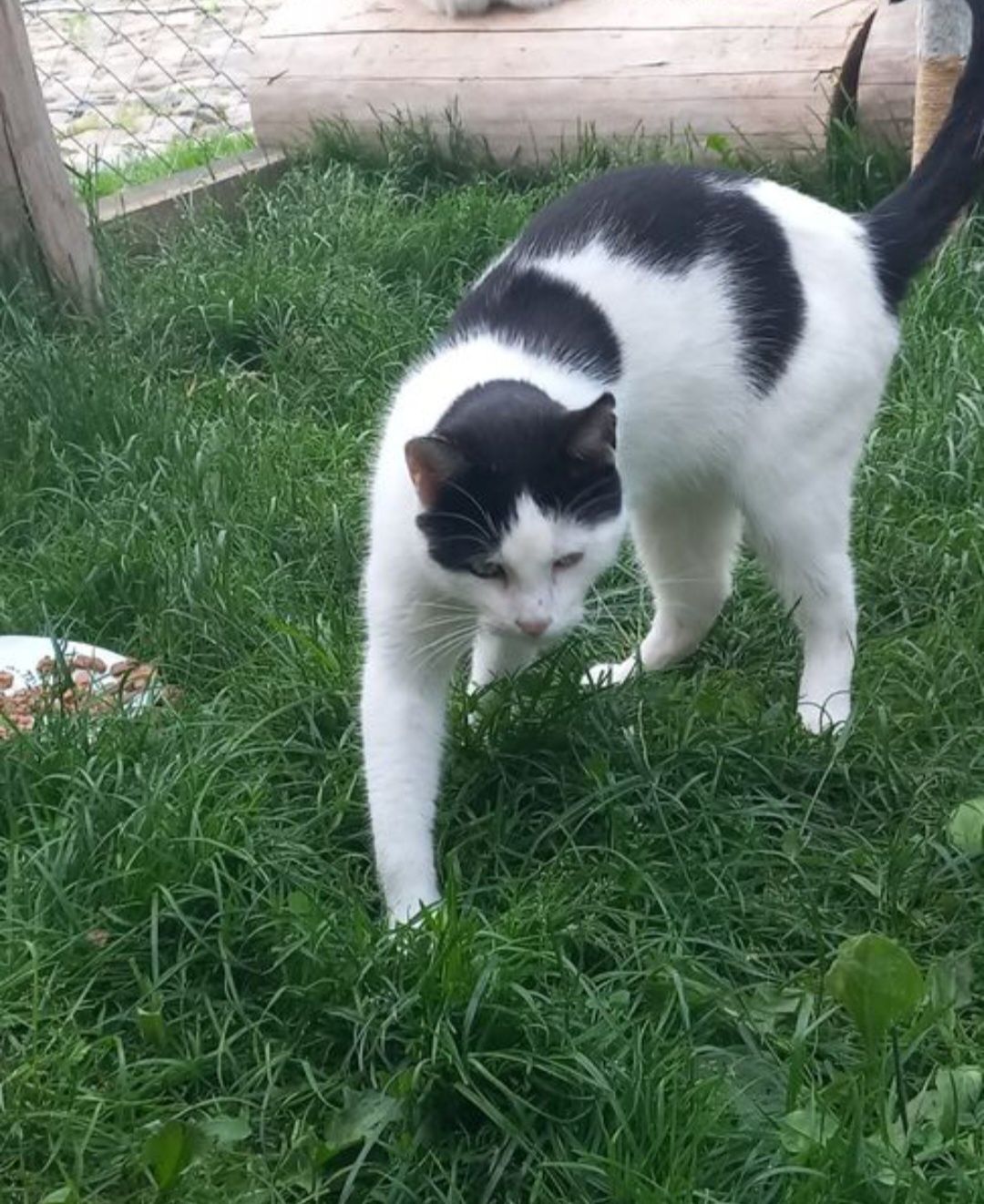 Kotek Alanek czeka na domek