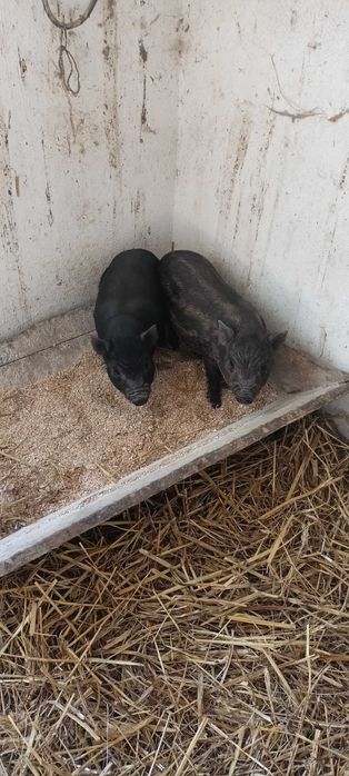 Świnki wietnamki prosięta