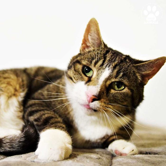 Kochany kocurek do adopcji! Poznajcie Fiflona!