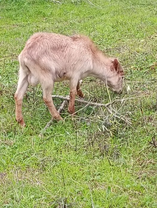 Chibo novo com nove meses