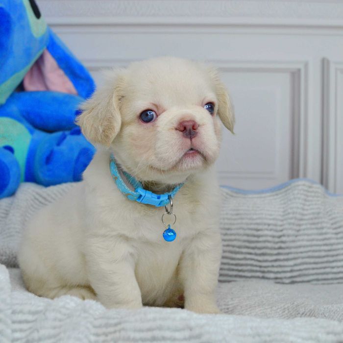 Прекрасні малюки у пошуках люблячих родин!!!