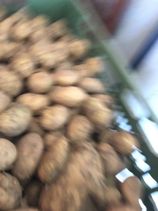 Ziemniak swiezo kopany drobny