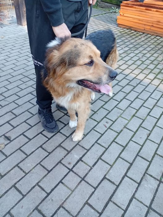 Cudny duży młody kochany pies do adopcji.