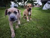 Pieski amstaff do oddania