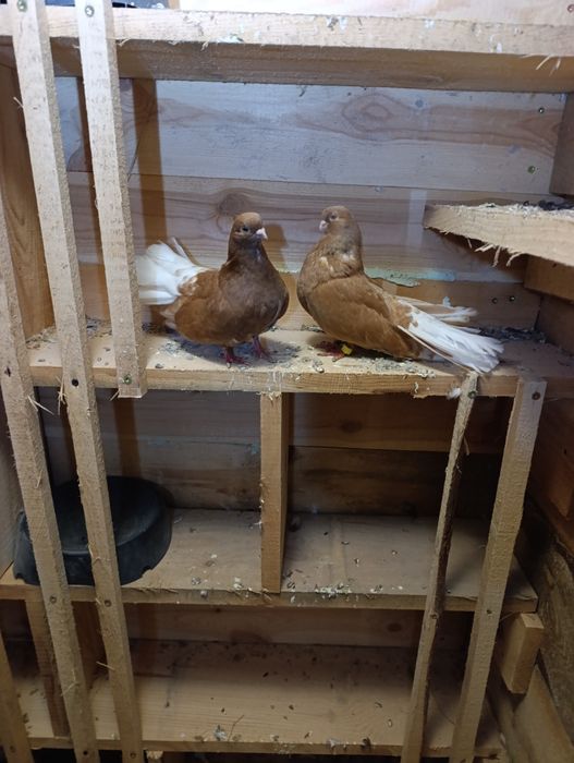 Gołębie szarykkiiiii