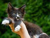 Kocurek maine coon