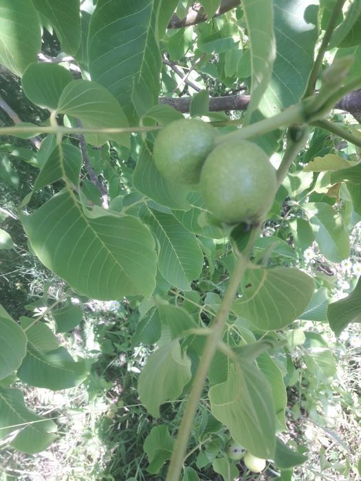 Syrop z orzecha włoskiego