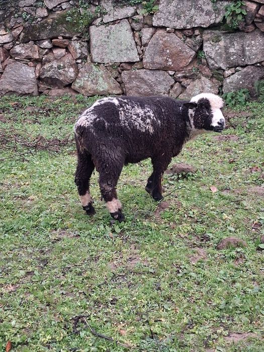 Vendo carneiro P3