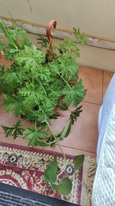 Sprzedam geranium i miętą meksykańska w jednej doniczce