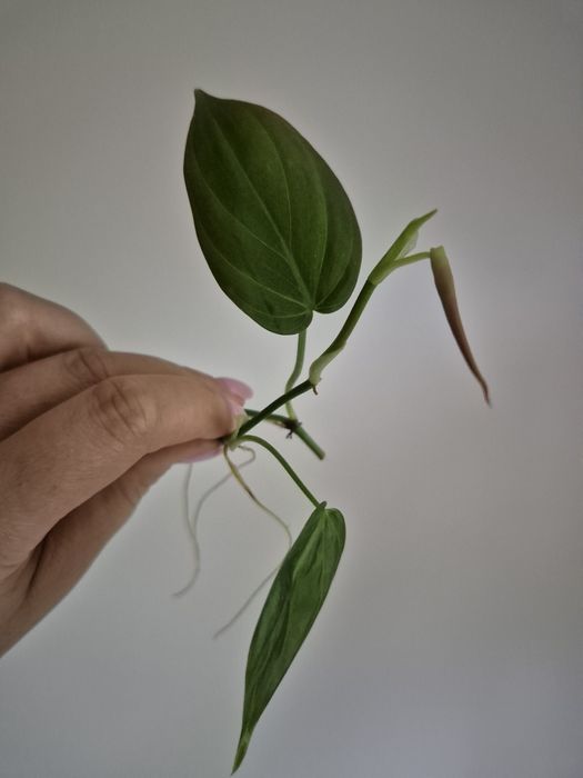 Micans Green Form