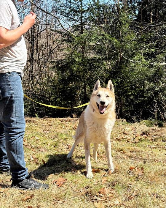 Чарлі, лайка, шукає дім